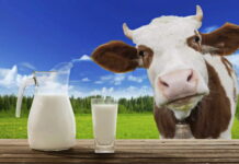 POČELA ISPLATA PODSTICAJA ZA PROIZVOĐAČE MLIJEKA I GOVEDARSTVA