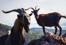 Baterije koje neće morati da se pune