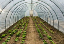 Do 17. avgusta rok za prijavu za dodjelu 60 plastenika u okviru Projekta podrške ruralnom razvoju i podizanju plastenika