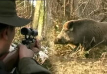 TROJICA OSUMNJIČENIH ZBOG ODSTRJELA DIVLJIH SVINJA