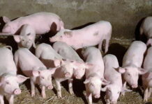 BOŽIĆ SAMO ŠTO NIJE, A CIJENA PRASIĆA PADA, EVO ŠTA JE SVINJARIMA POMRSILO KONCE