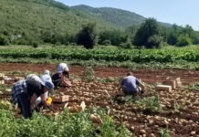 NADNIČARIMA RADNI STAŽ, ZDRAVSTVENO OSIGURANJE I DNEVNICE PREKO BANKE