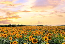 SUNCOKRET – BUDUĆNOST RATARSTVA U POTKOZARJU?